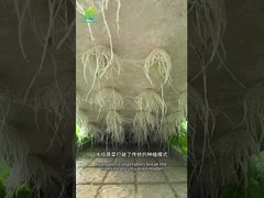 DWC 無土栽培システム