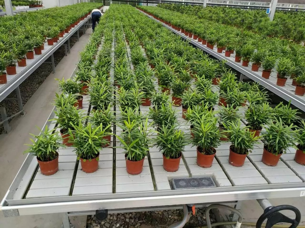 テーブルの洪水の皿の花の温室の実生植物のための転がり減退および流れのベンチを育てなさい