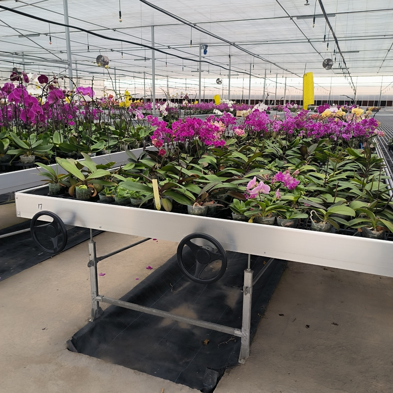 温室で植物を育てるための浮き沈み水分栽培移動テーブルローリングベンチ