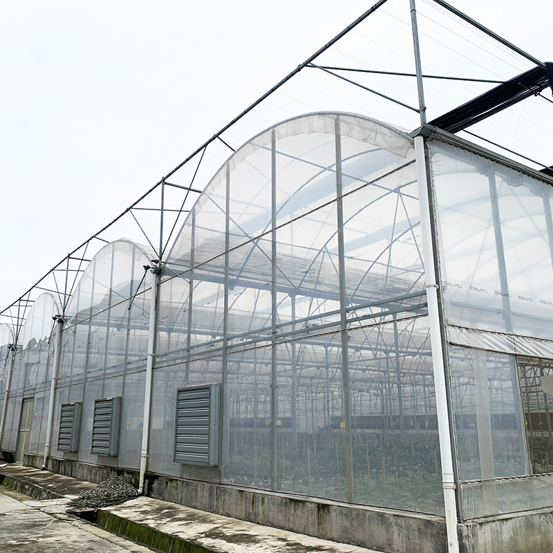 鉄鋼構造 紫外線耐性フィルム ポリトンネル 多スパン 野菜温室 トマト