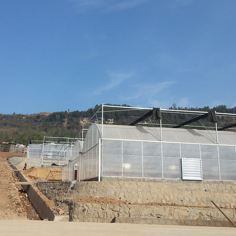 信頼性の高いポリトンネル温室 防錆鋼フレーム 長持ちするトマト用フィルム