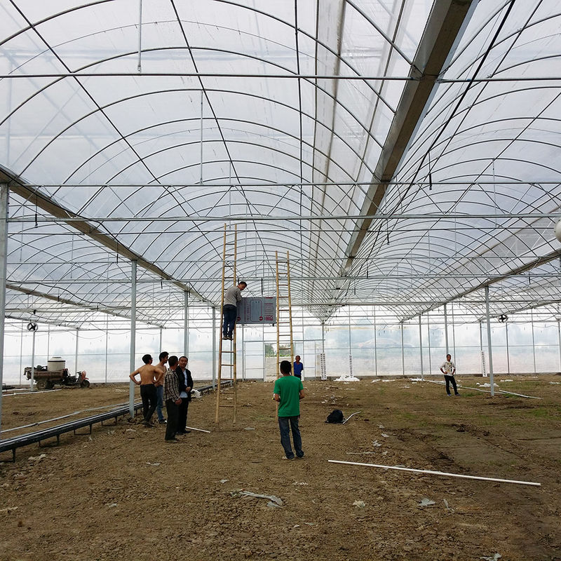 信頼性の高いポリトンネル温室 防錆鋼フレーム 長持ちするトマト用フィルム