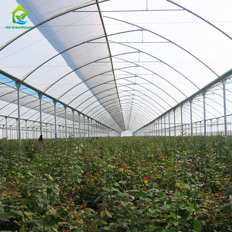 葉物野菜、トマト、キュウリ、ピーマン、ナス、イチゴ、スイカを栽培するための大型マルチスパンフィルム温室