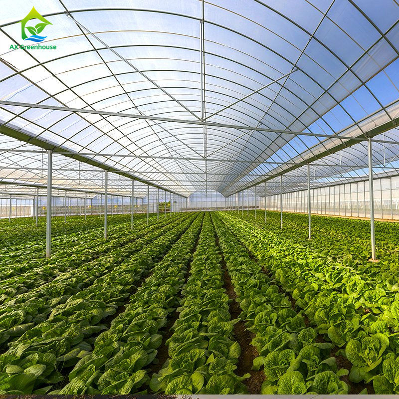 葉物野菜、トマト、キュウリ、ピーマン、ナス、イチゴ、スイカを栽培するための大型マルチスパンフィルム温室