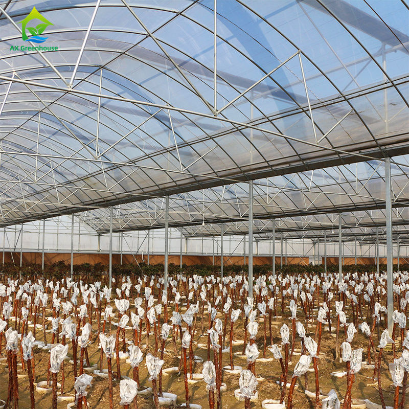 葉物野菜、トマト、キュウリ、ピーマン、ナス、イチゴ、スイカを栽培するための大型マルチスパンフィルム温室