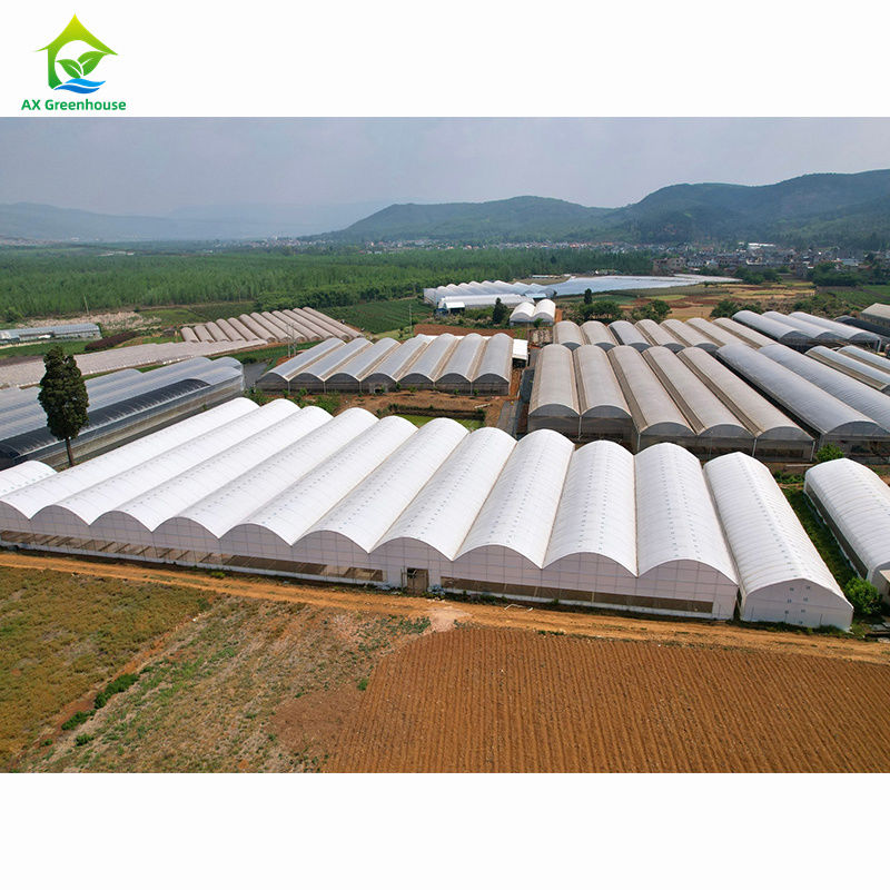 大規模な農業用多スパン温室 専門的な温室工場で 大量カスタマイズできます