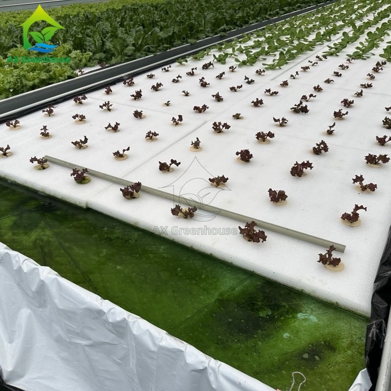 Ebb&Flow Rolling Bench Floating Board DWC Deep Water Culture Greenhouse Soilless Vegetables Cultivation